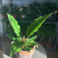 Noah (Philodendron)