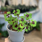 Oxana (Oxalis) 4 Po. Deux Couleurs (Iron Cross)