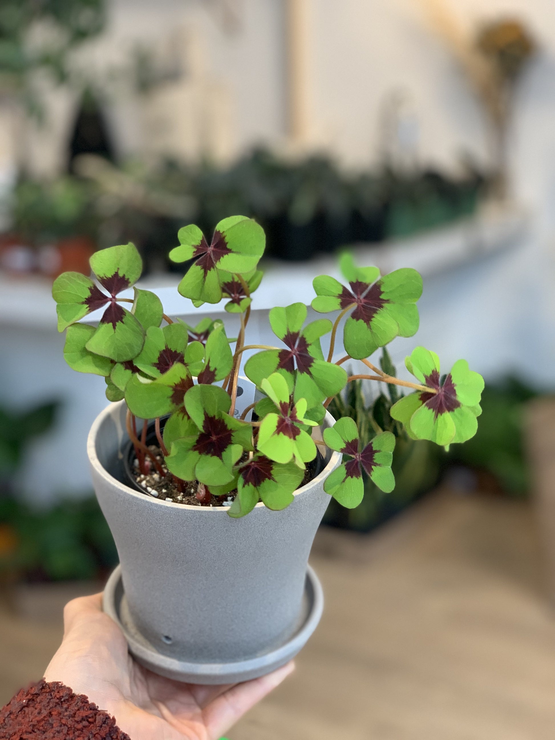 Oxana (Oxalis) 4 Po. Deux Couleurs (Iron Cross)