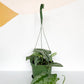 Thomas (Scindapsus)