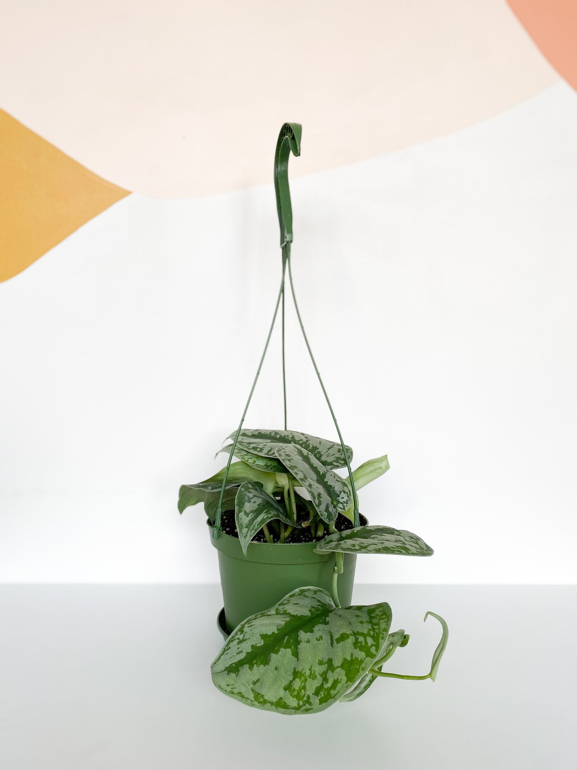 Thomas (Scindapsus)