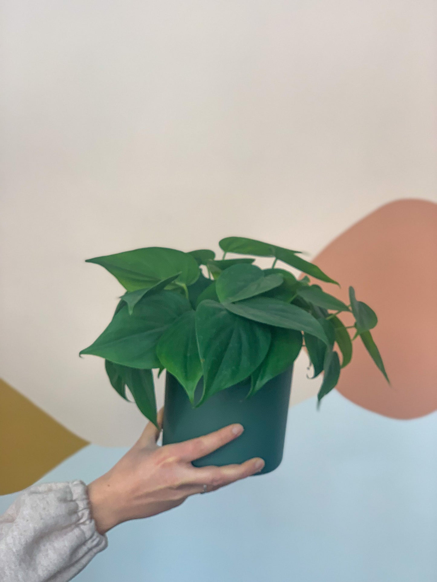 Jeune Philippe (Philodendron) - 6 po.