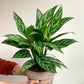 Tigresse (Aglaonema)