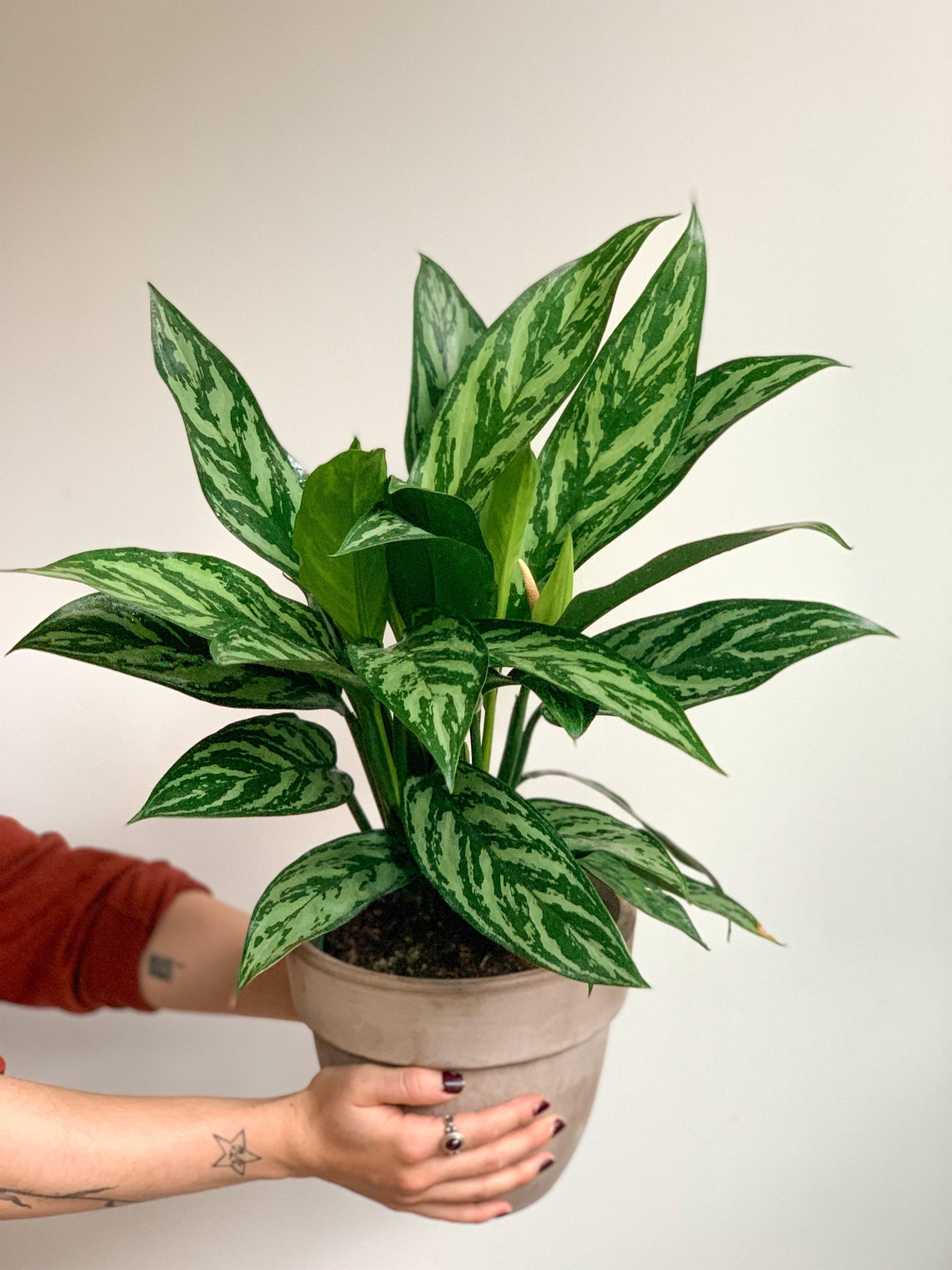 Tigresse (Aglaonema)
