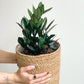 Raven (Zamioculcas)