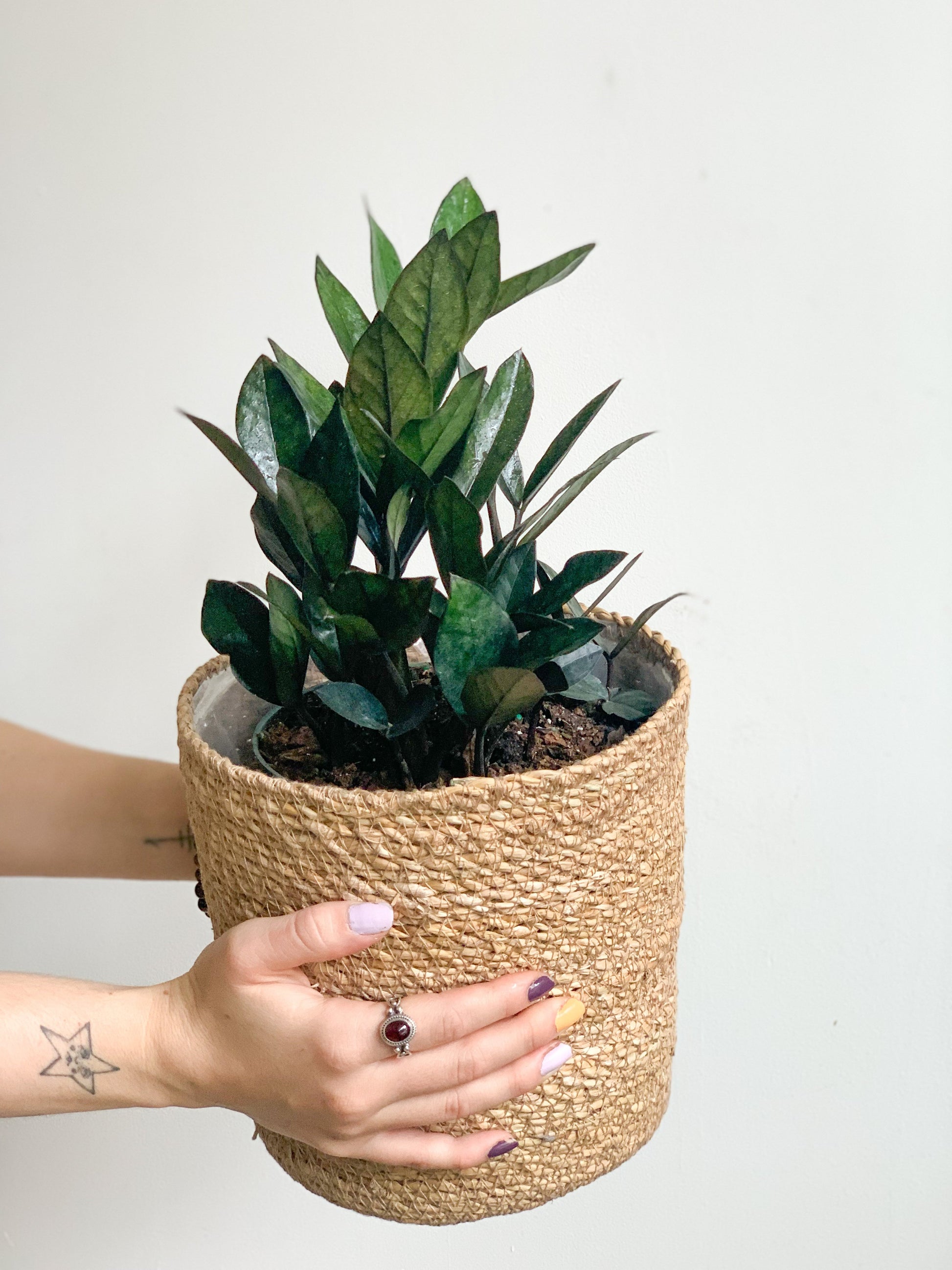 Raven (Zamioculcas)