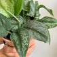 Thomas (Scindapsus)
