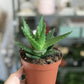Maude (Aloe)