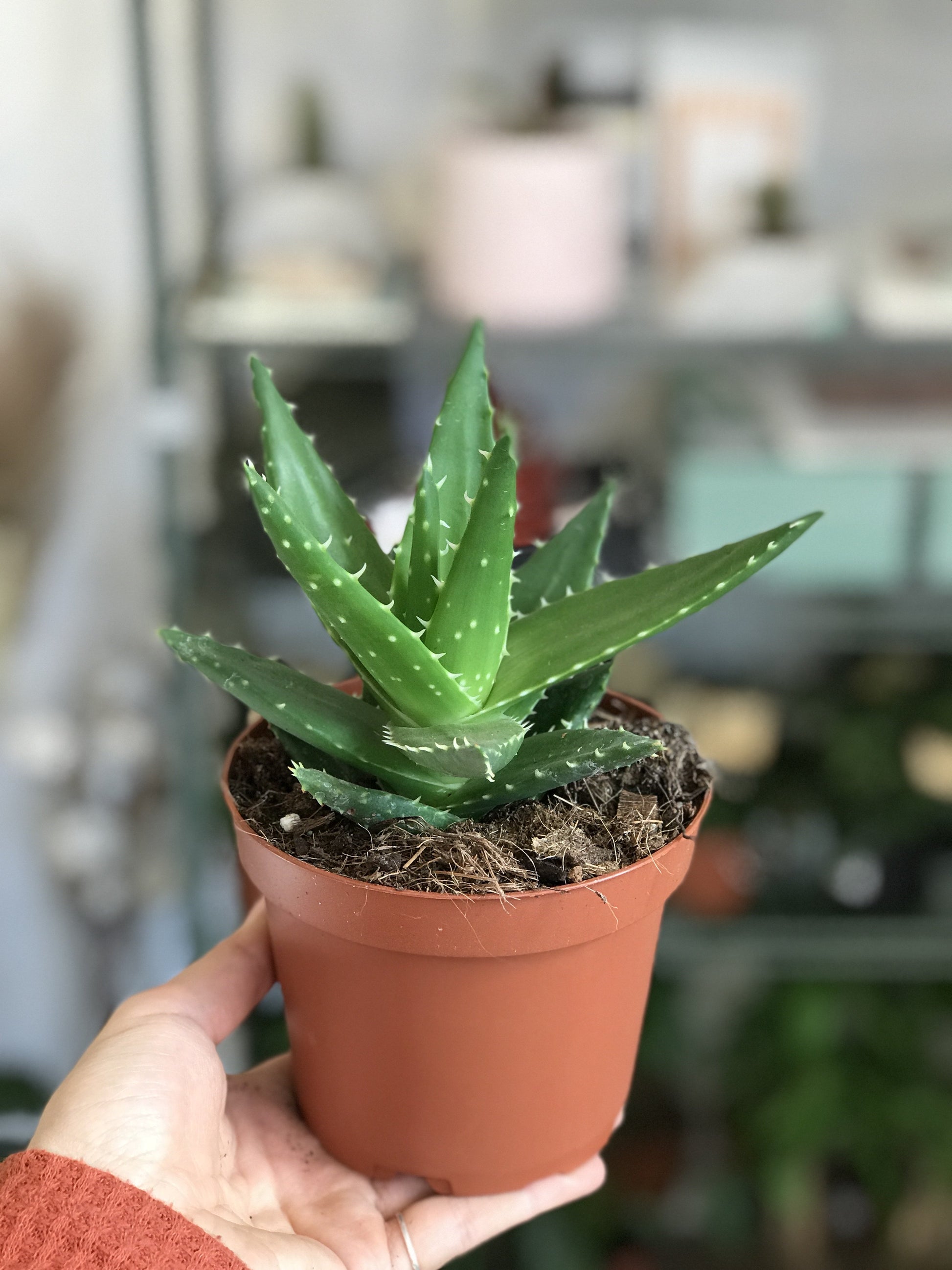 Maude (Aloe)