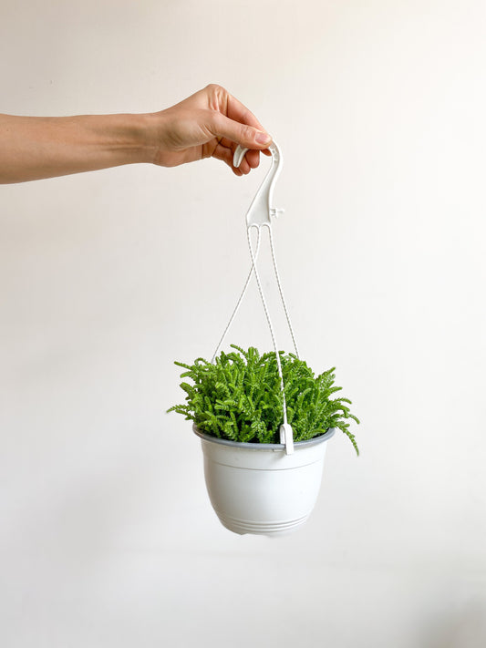 Rami (Crassula) - 6 po. suspendu