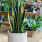 Salomé (Sansevieria)