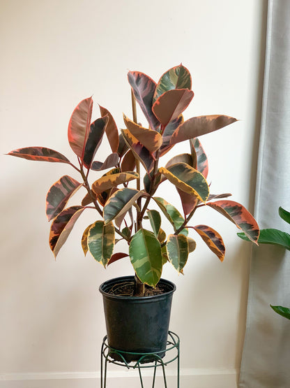 Ruby (Ficus)