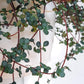 Marine (Pilea)