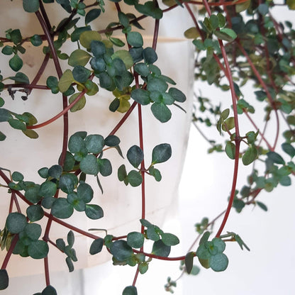 Marine (Pilea)