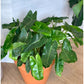 Burle Marx (Philodendron) Plantes