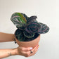 Laura (Calathea) 6 Po.