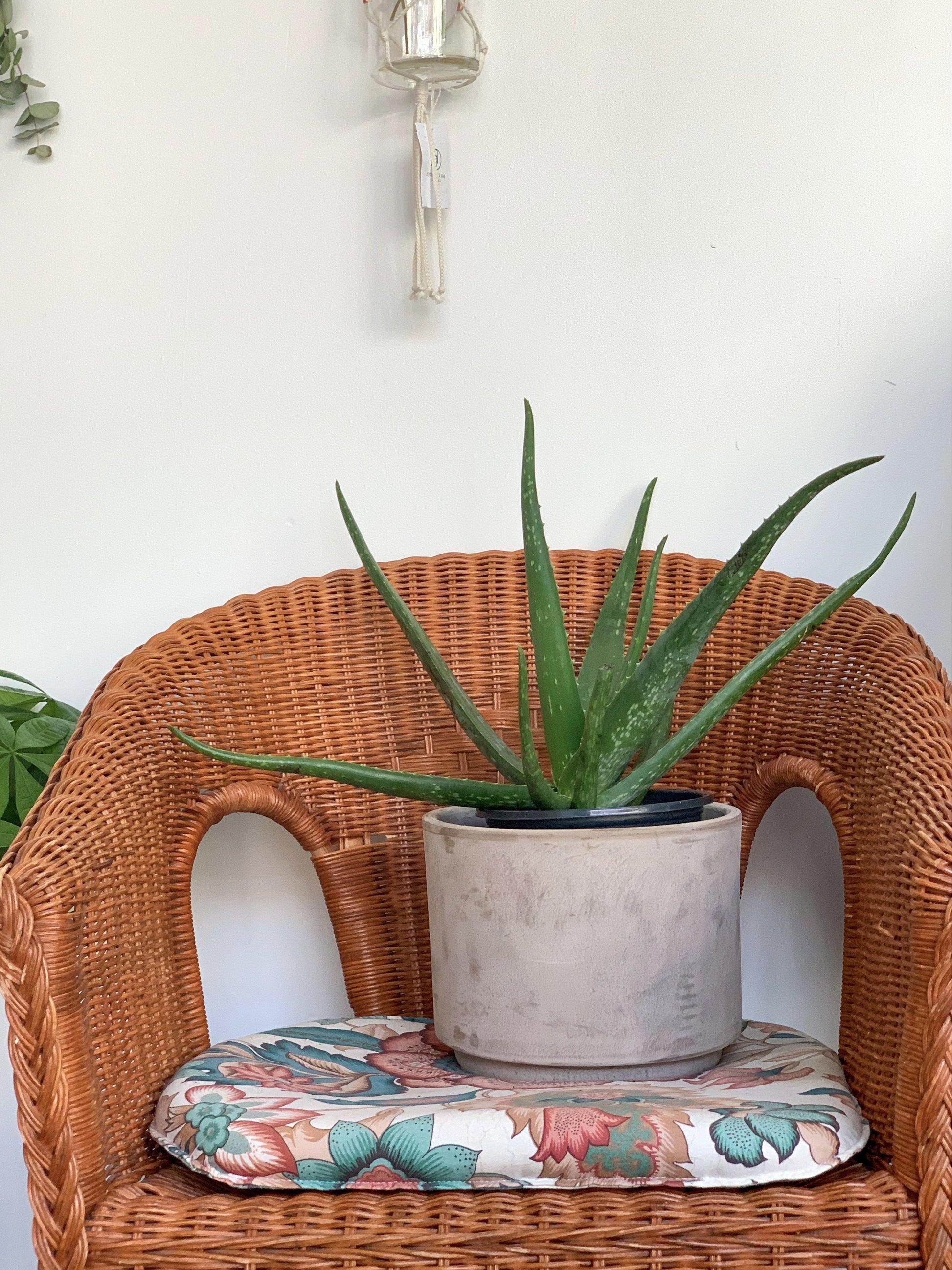 Aloe Vera 6 Po.