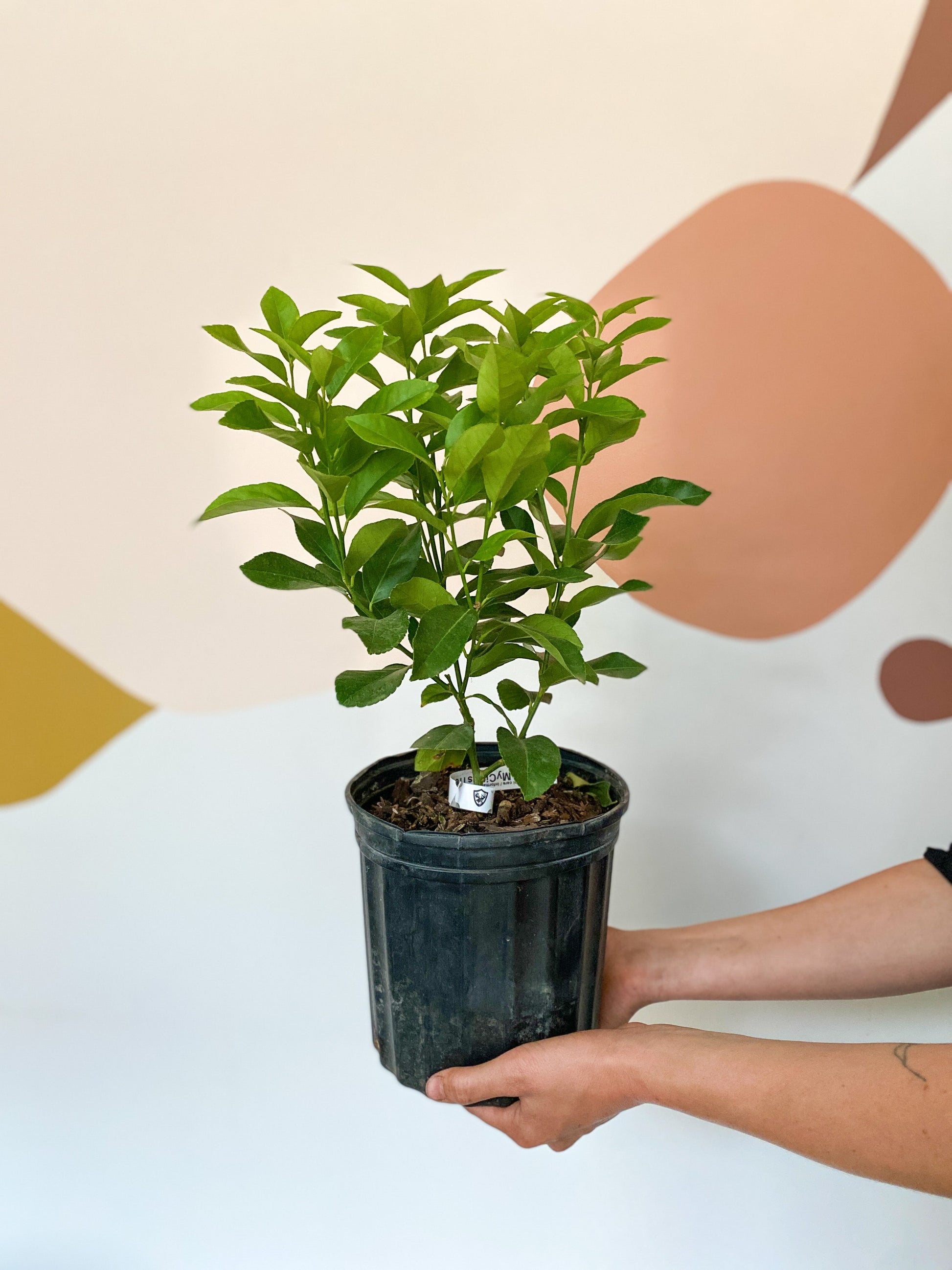 Citronnier - pot 7 po.