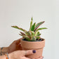 Ginny (Peperomia)