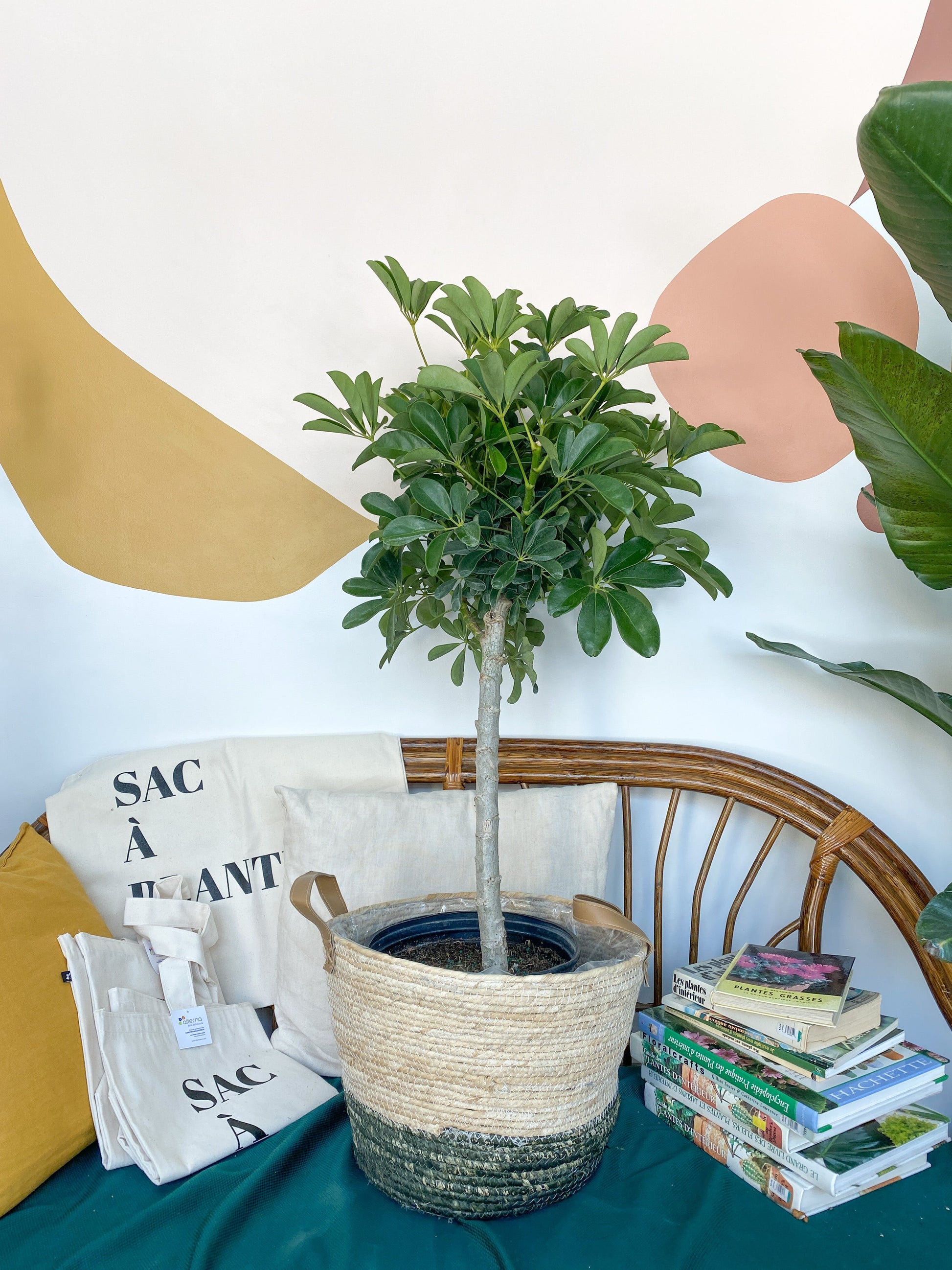 Scott (Schefflera) - 10 po. vert (arbre)