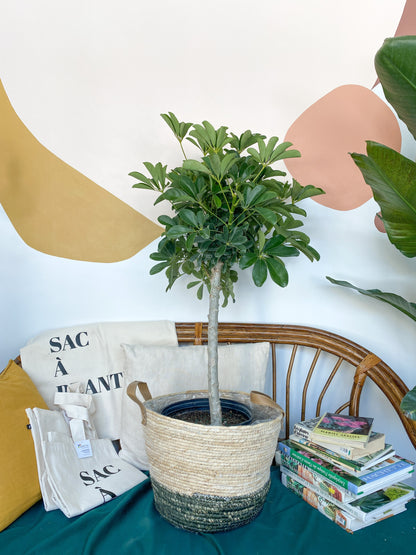 Scott (Schefflera) - 10 po. vert (arbre)