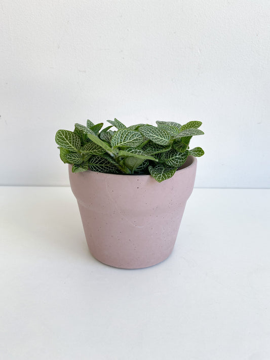 Antonia (Fittonia) - 4 po.