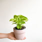 Geneviève (Syngonium) - 4 po.