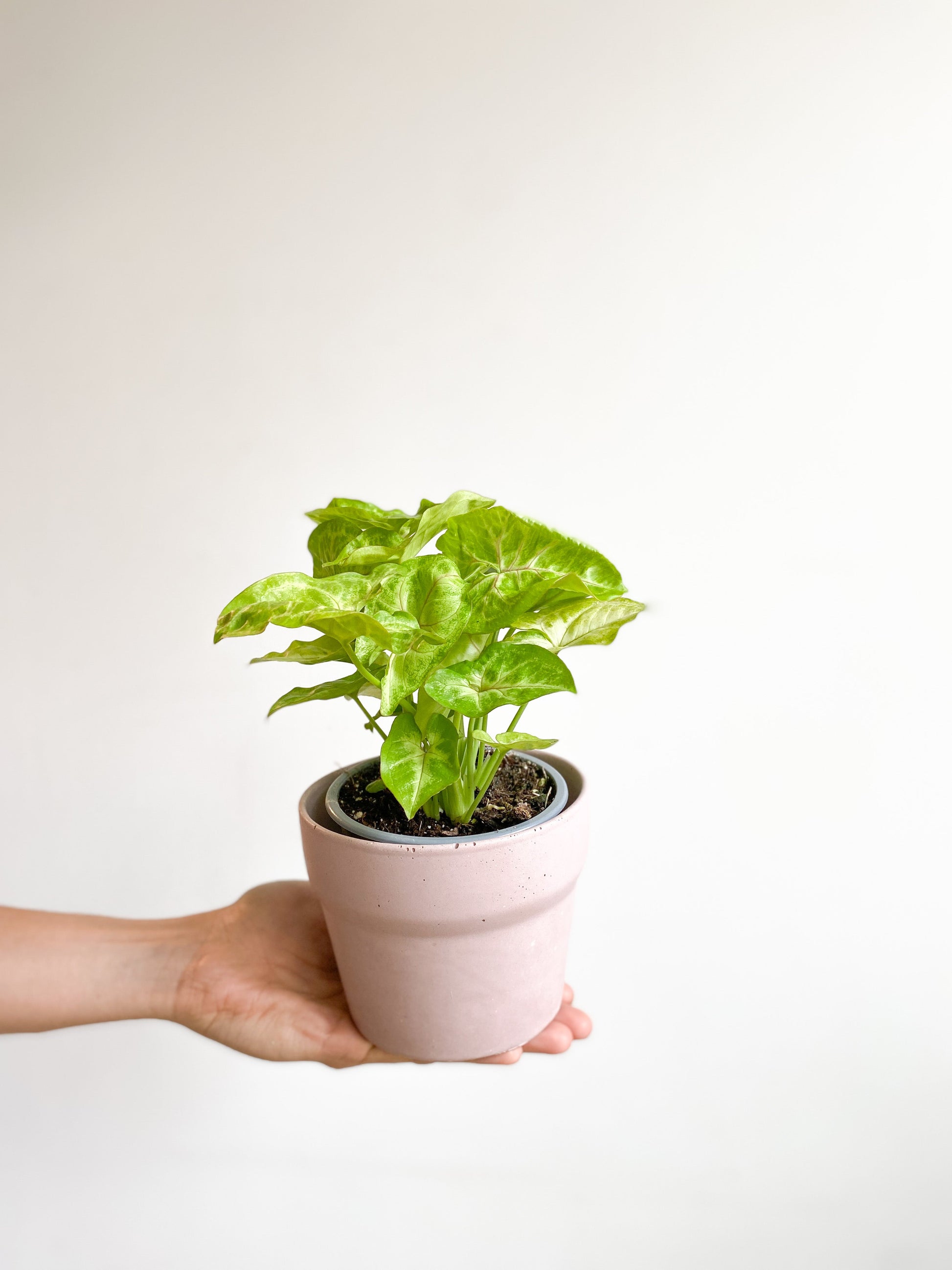 Geneviève (Syngonium) - 4 po.