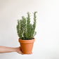 Romie (Romarin en pot) - 5 po.