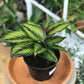 Kelly (Calathea) 6 Po.