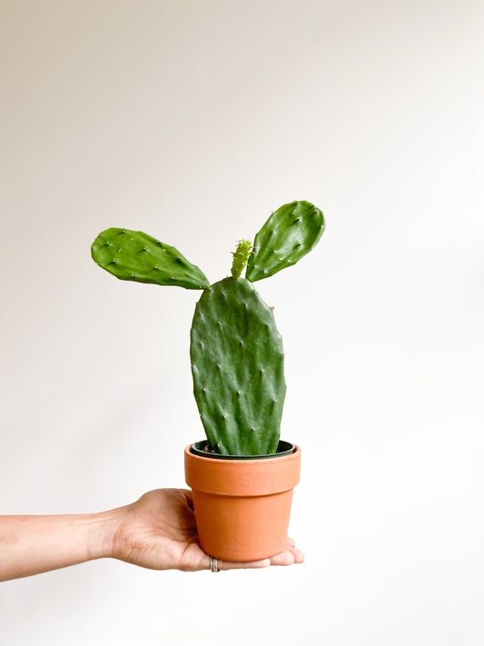 Opuntia (Cactus) - 4 po.
