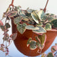 Wilma (Ceropegia)