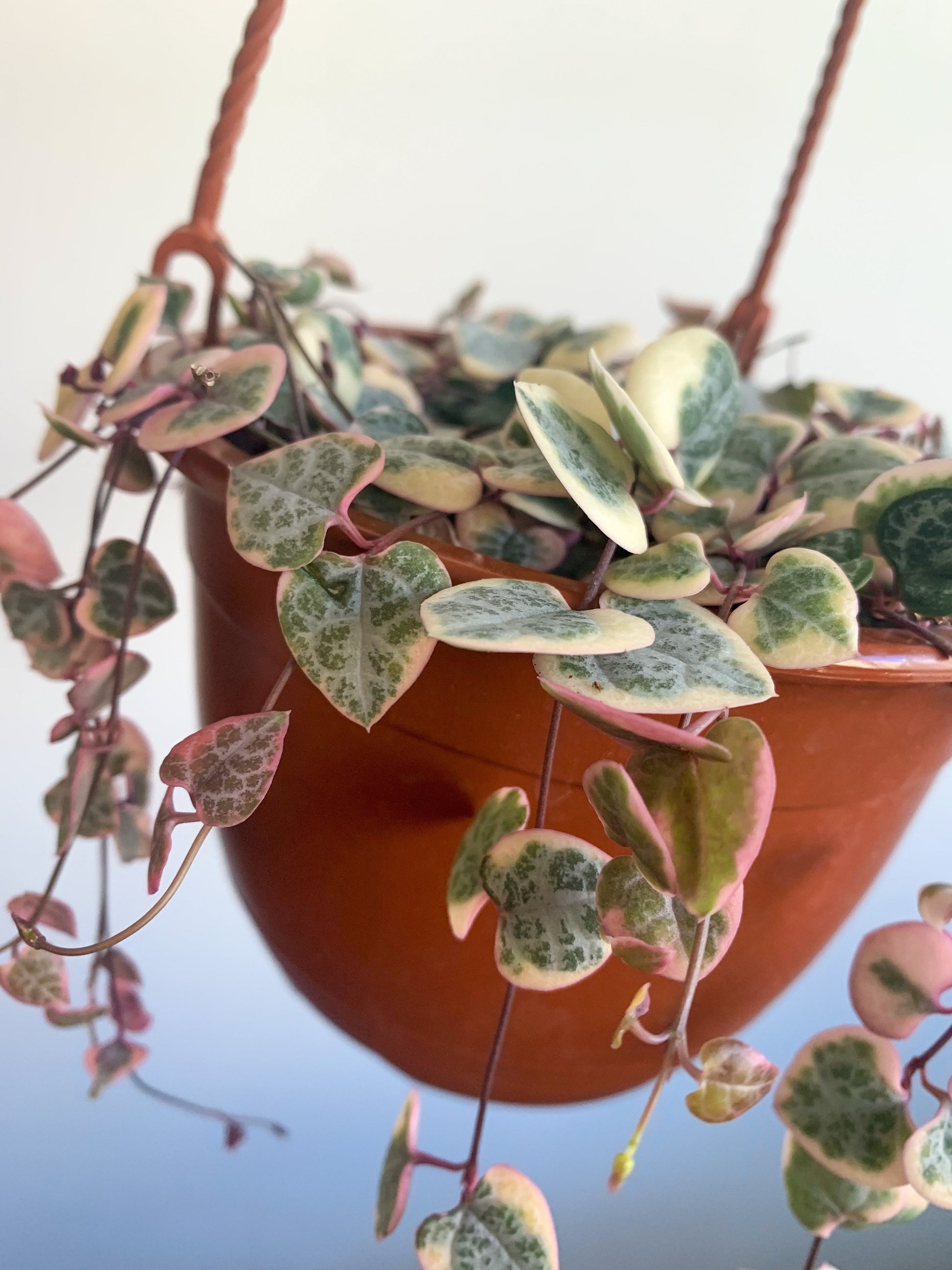 Wilma (Ceropegia)