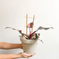 Pink (Philodendron) - 6 po. trellis