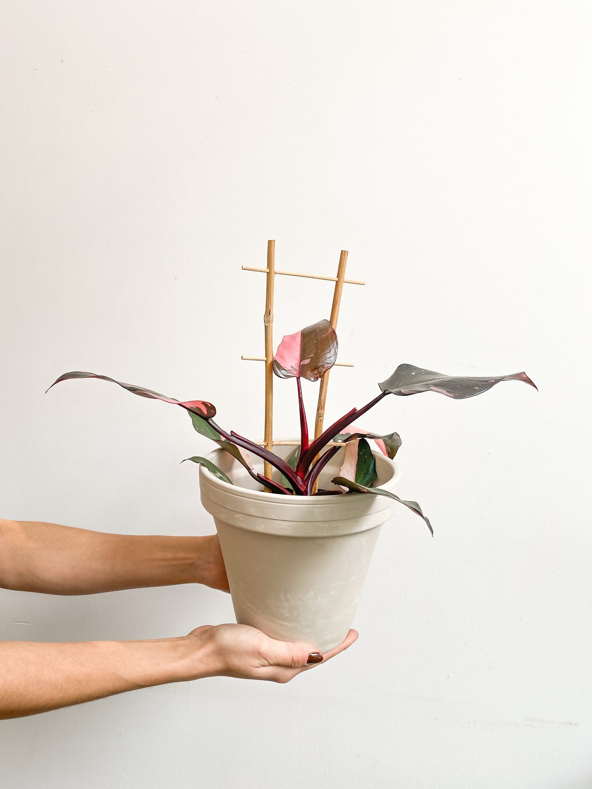 Pink (Philodendron) - 6 po. trellis