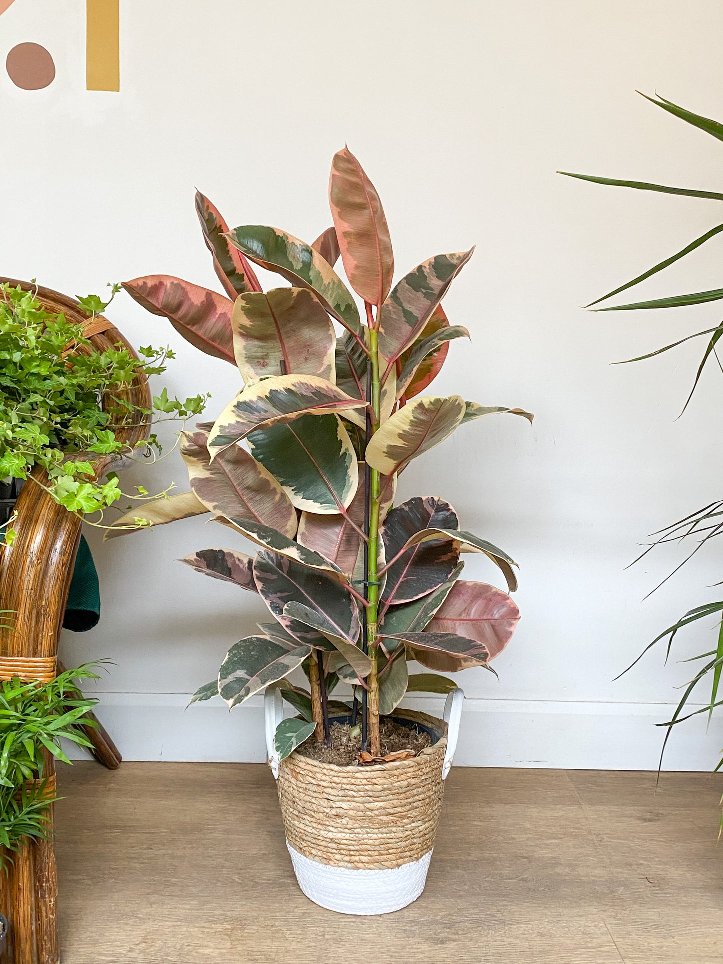 Ruby (Ficus)