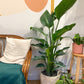 Perrine (Strelitzia) - 12 po.