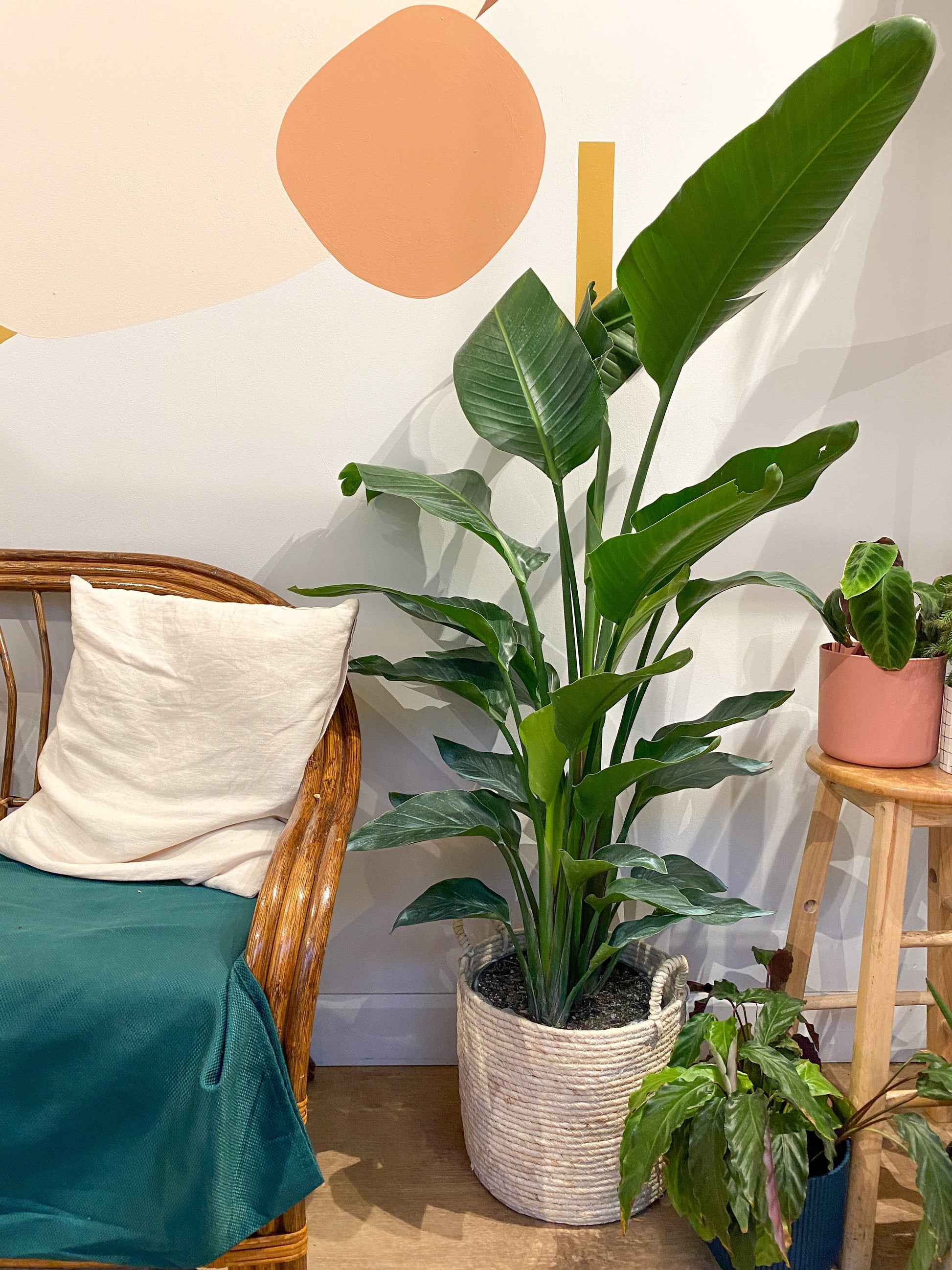 Perrine (Strelitzia) - 12 po.