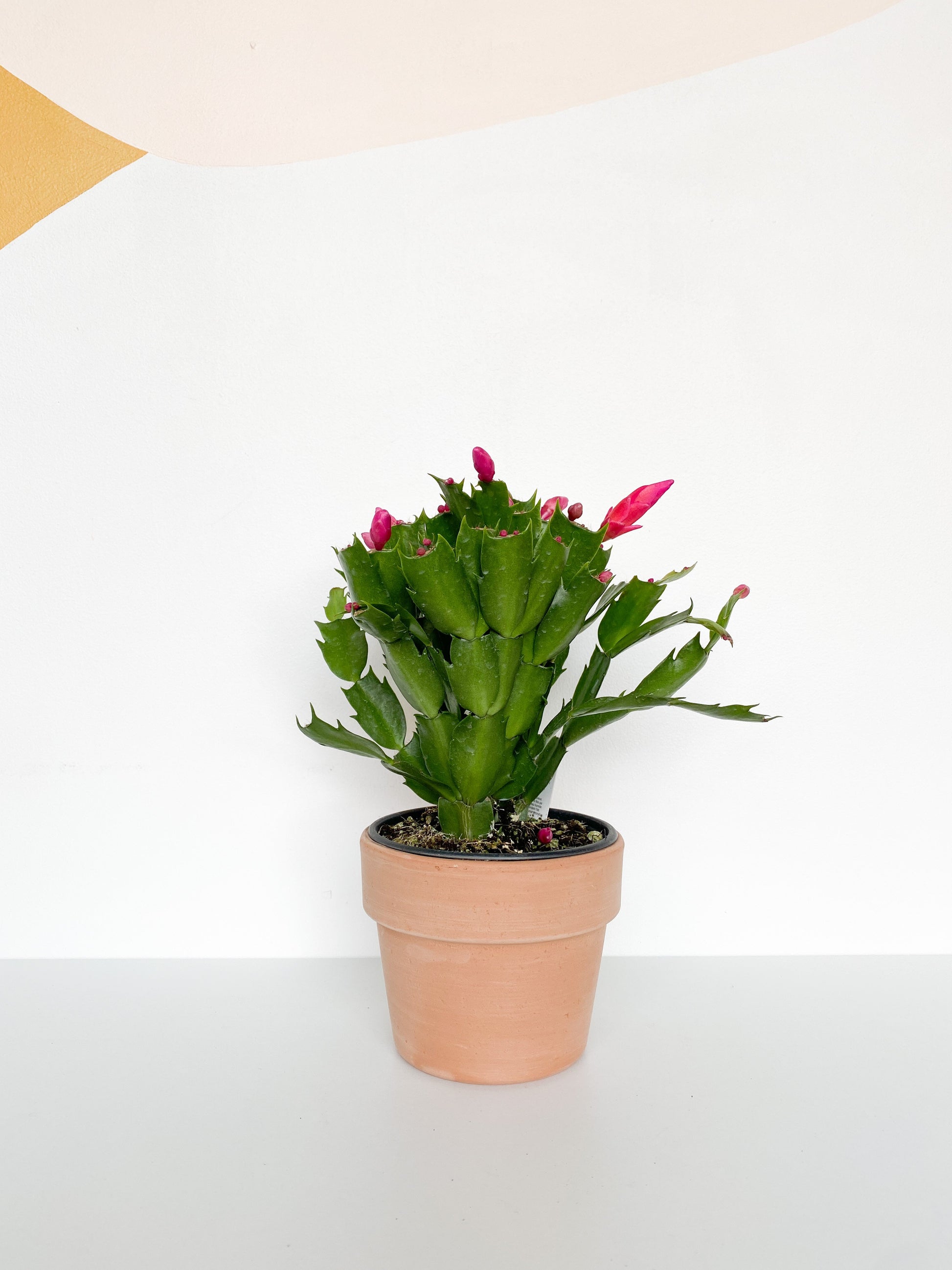 Pam (Schlumbergera)