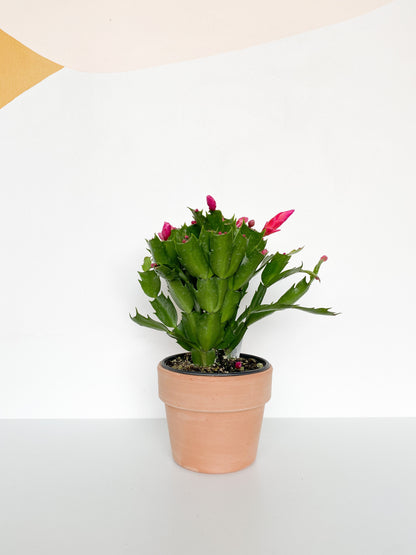 Pam (Schlumbergera)