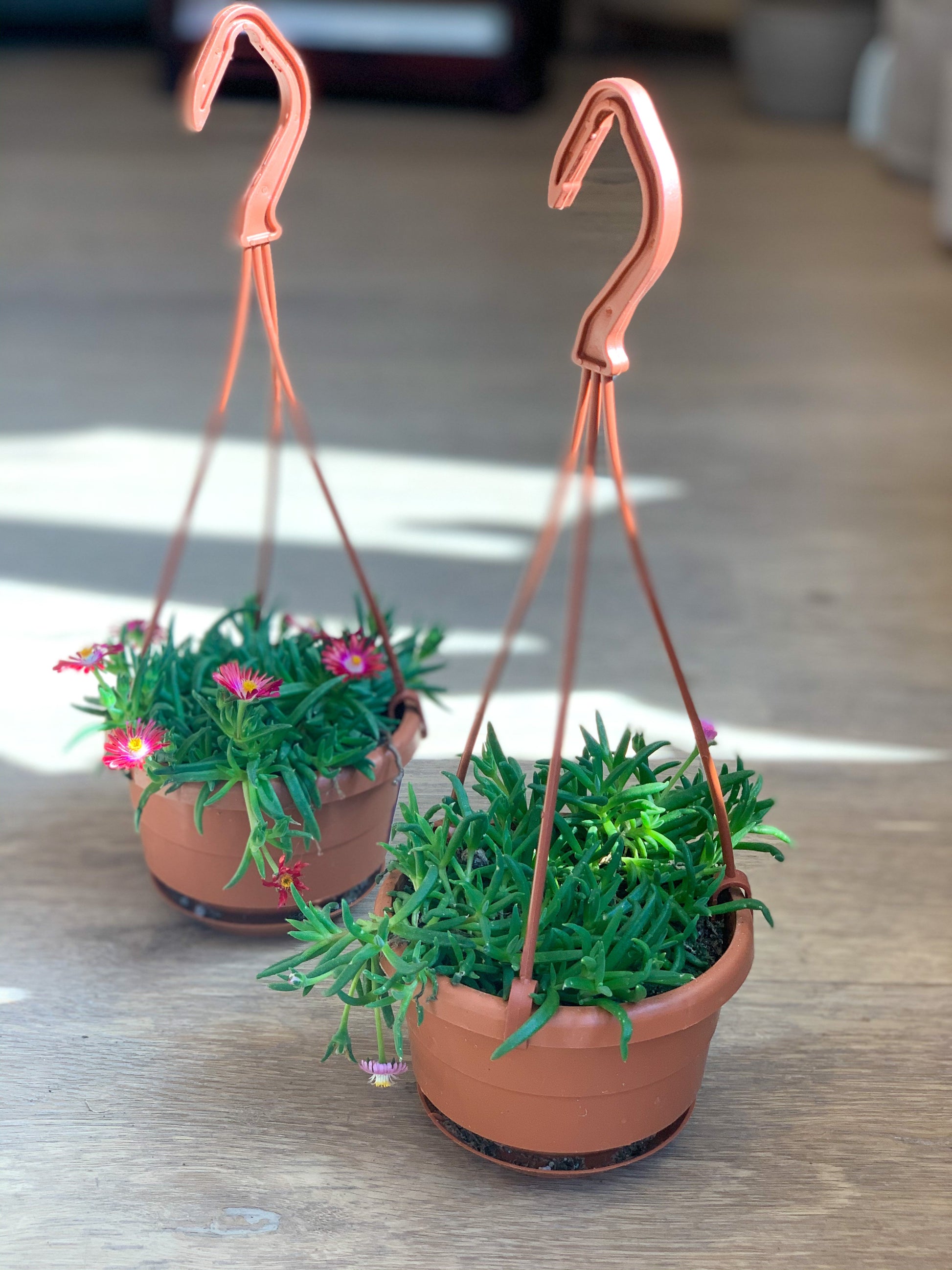 Daisy (Delosperma)