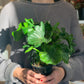 Atom (Philodendron)