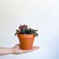 Spruceana (Pilea) - 4 po.