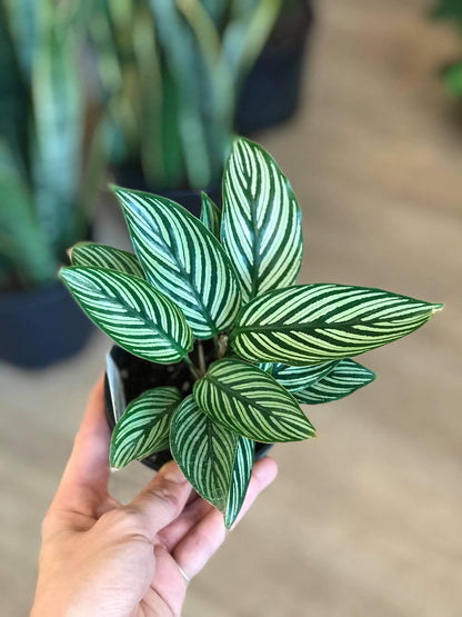 Marjorie (Calathea) 4 Po. Plantes
