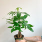 Patricia (Money Tree) 6 Po.