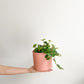 Hope (Peperomia)