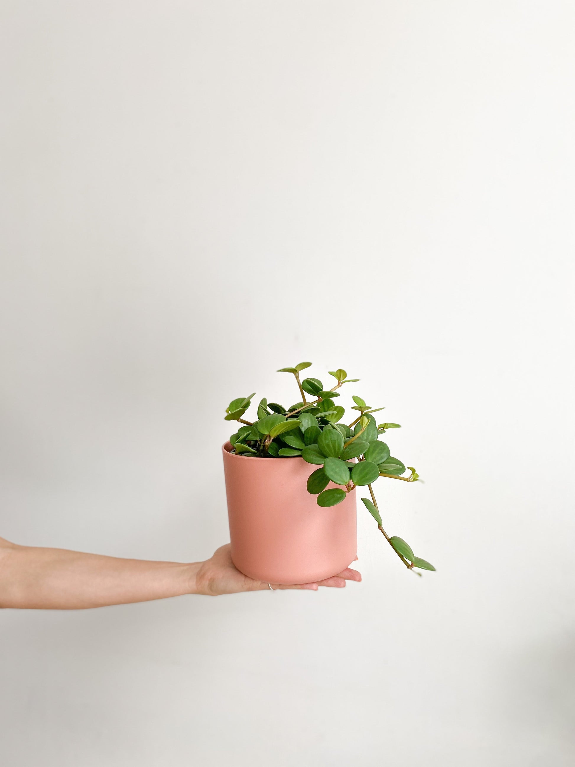 Hope (Peperomia)