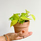 Cache-Pot En Terre Cuite Sienna - Fond Plat 4 Po. / Vieux Rose Default