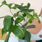 Peda (Philodendron) - 8 po.