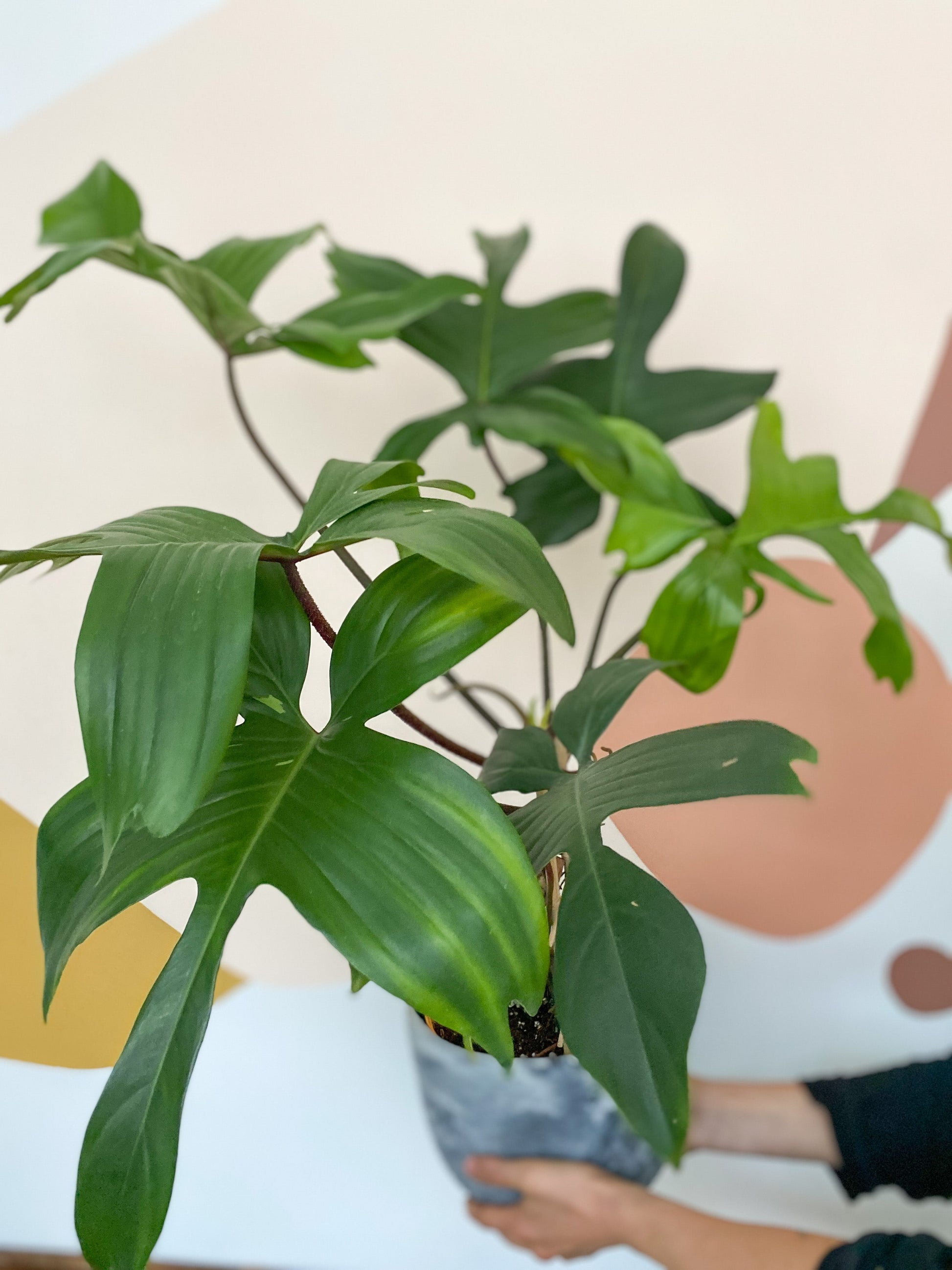 Peda (Philodendron) - 8 po.